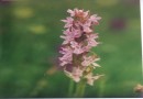 Orchis laxiflora ©  Pandion Wild Tours